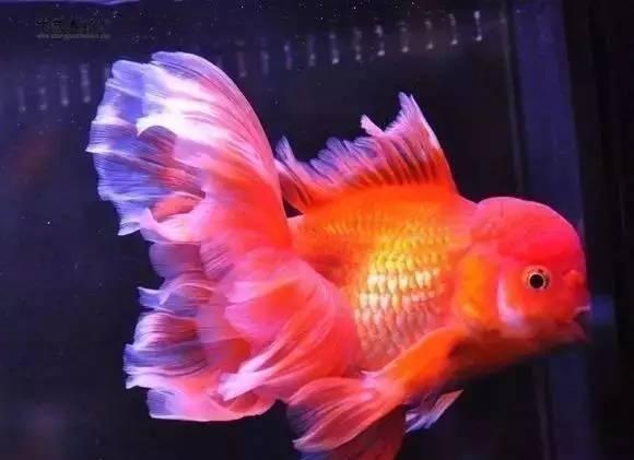 金魚的記憶真的只有7秒嗎_金魚的記憶是不是7秒鐘_金魚記憶力大師是什么意思