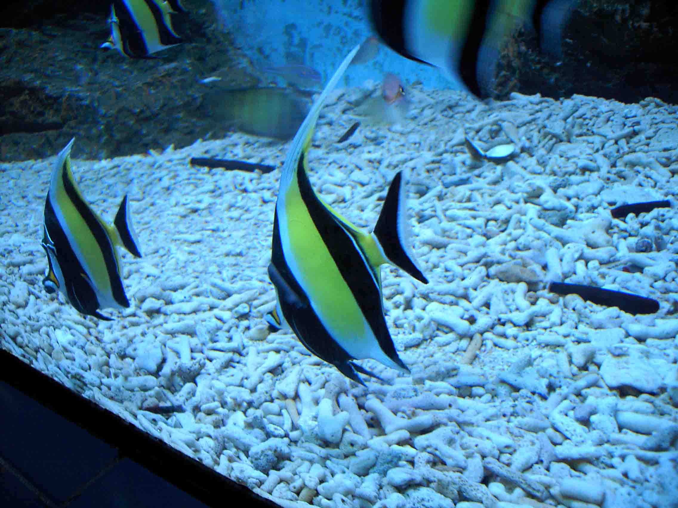龍利魚龍利魚_龍利魚魚是什么魚_龍利魚是什么魚