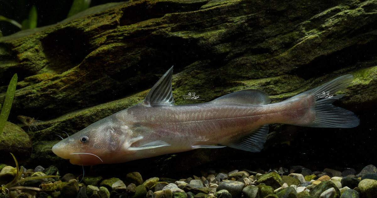 10大名貴淡水魚_大名貴淡水魚_淡水名貴魚排名