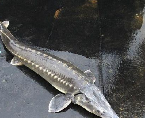 大名貴淡水魚_淡水名貴魚排名_10大名貴淡水魚