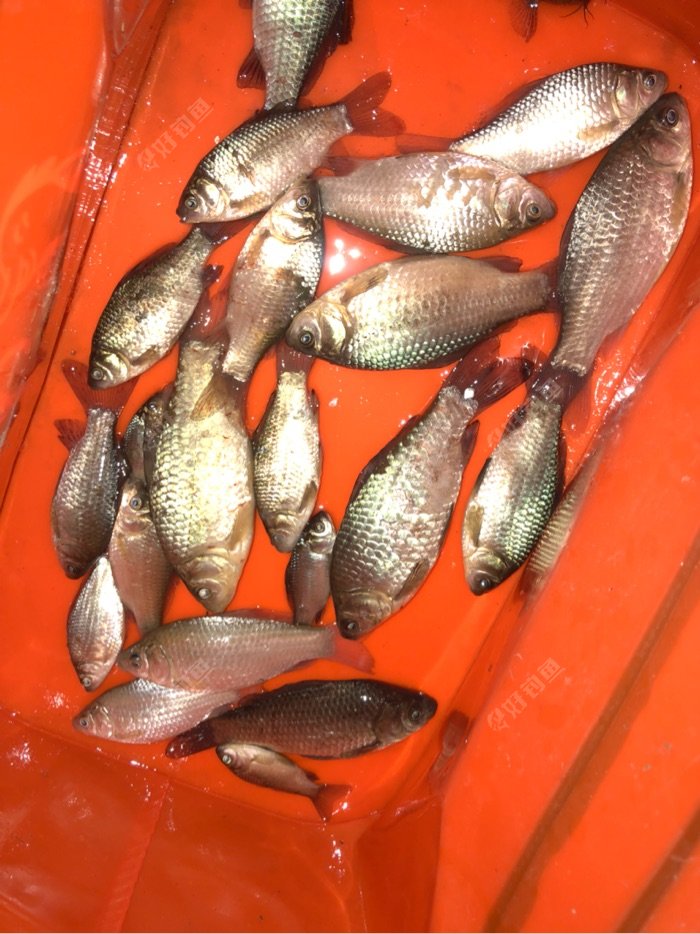釣魚冬季用什么小藥最好_釣魚冬季是碎米好還是大米好_冬季釣魚