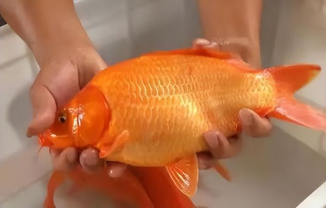 龍鳳錦鯉魚缸造景圖片的知識，別忘了關注祥龍魚場