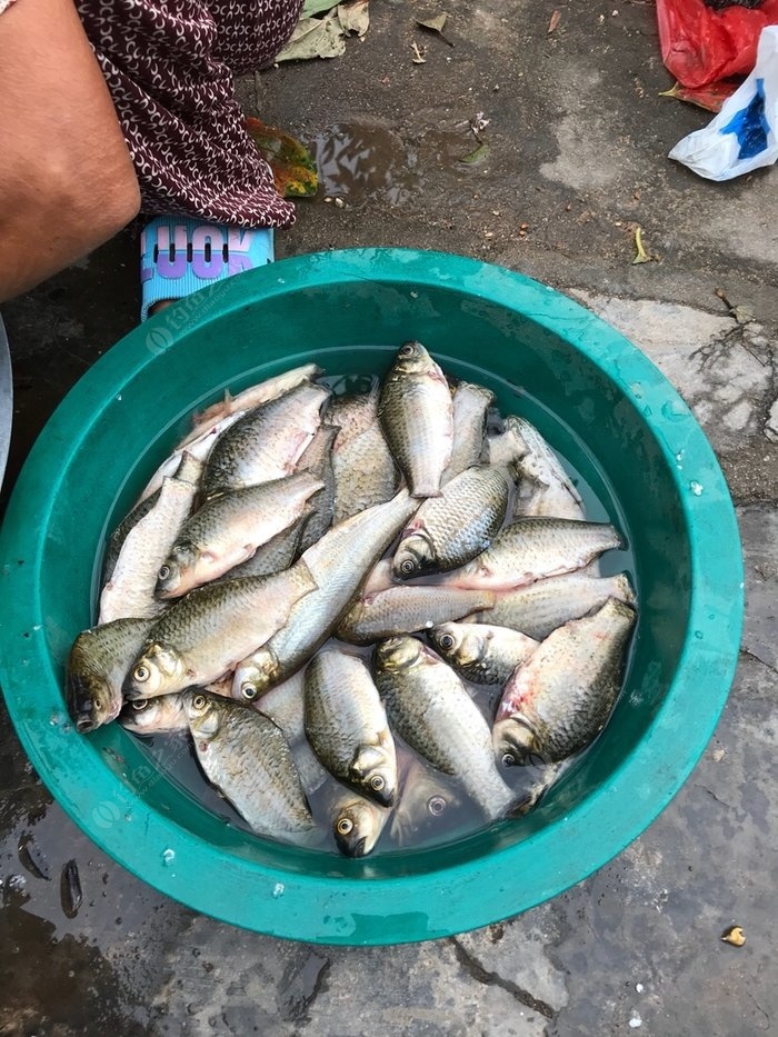 釣魚冬季用什么小藥最好_冬季釣魚_釣魚冬季用什么餌料