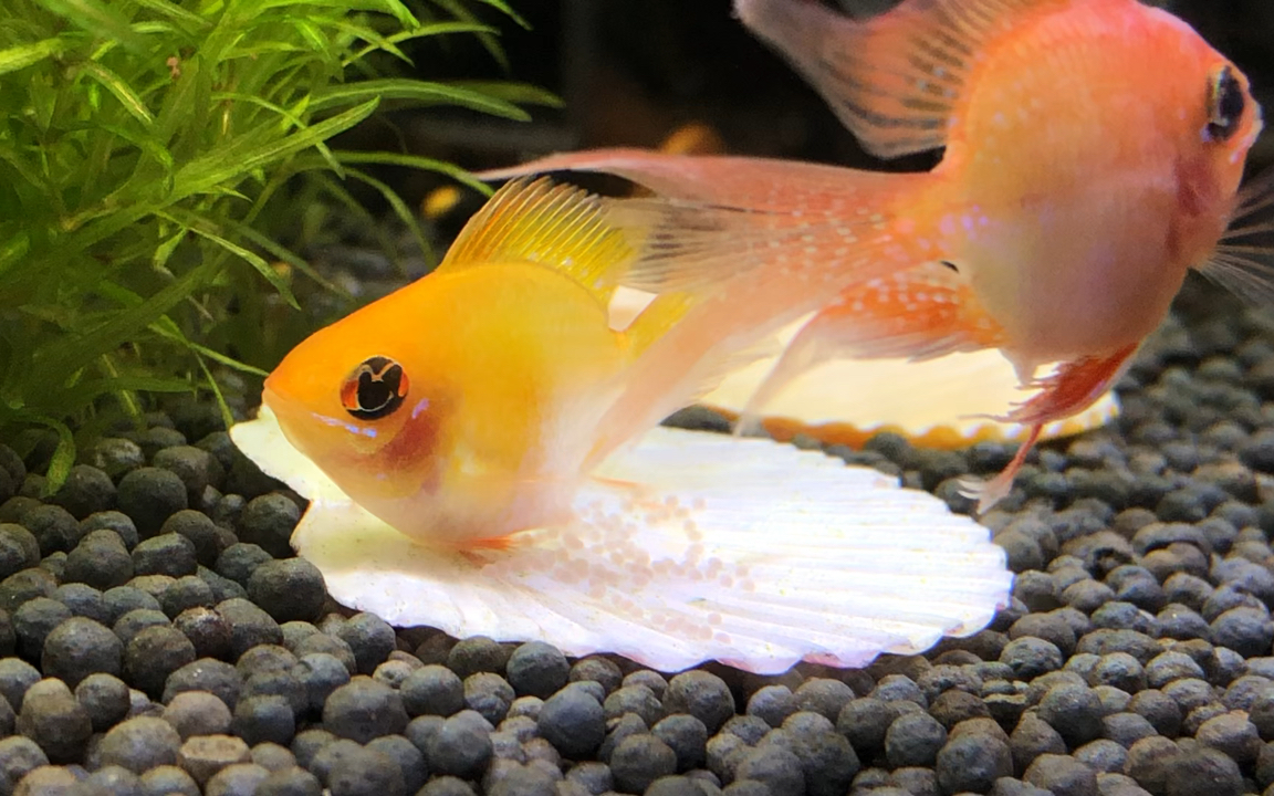 澳洲彩虹魚是什么魚？（澳洲留學）問題解答