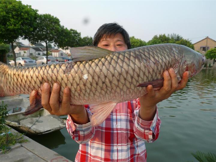 防治養殖病害草魚技術要點_養殖草魚常見病預防病_草魚養殖技術及病害防治