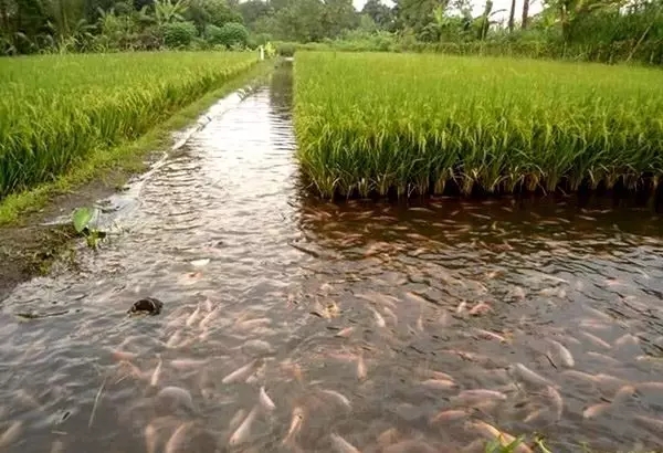 草魚養殖技術及病害防治_養殖草魚常見病預防病_防治養殖病害草魚技術要點