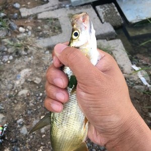 白洋淀釣大魚_野釣白洋淀_白洋淀垂釣