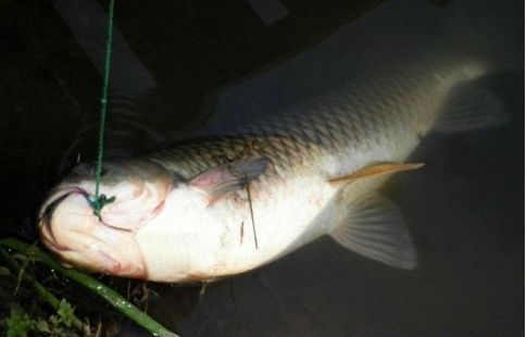 養殖草魚常見病預防病_草魚養殖技術及病害防治_防治養殖病害草魚技術要點