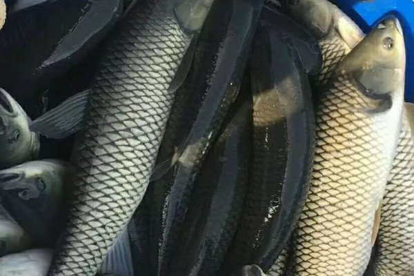 草魚養殖技術及病害防治_防治養殖病害草魚技術要點_養殖草魚常見病預防病