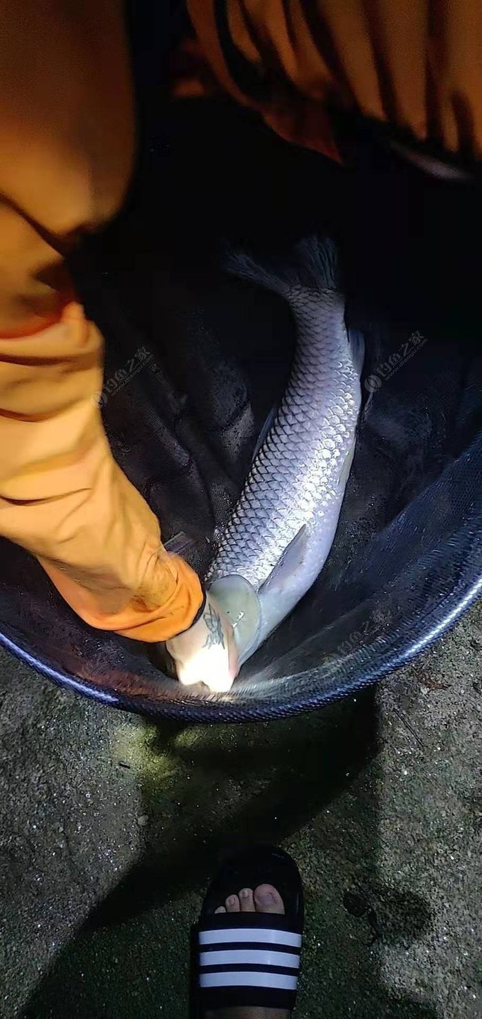 草魚養殖技術及病害防治_養殖草魚常見病預防病_防治養殖病害草魚技術要點