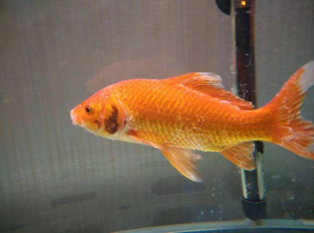 防治養殖病害草魚技術視頻_草魚養殖技術及病害防治_防治養殖病害草魚技術要點
