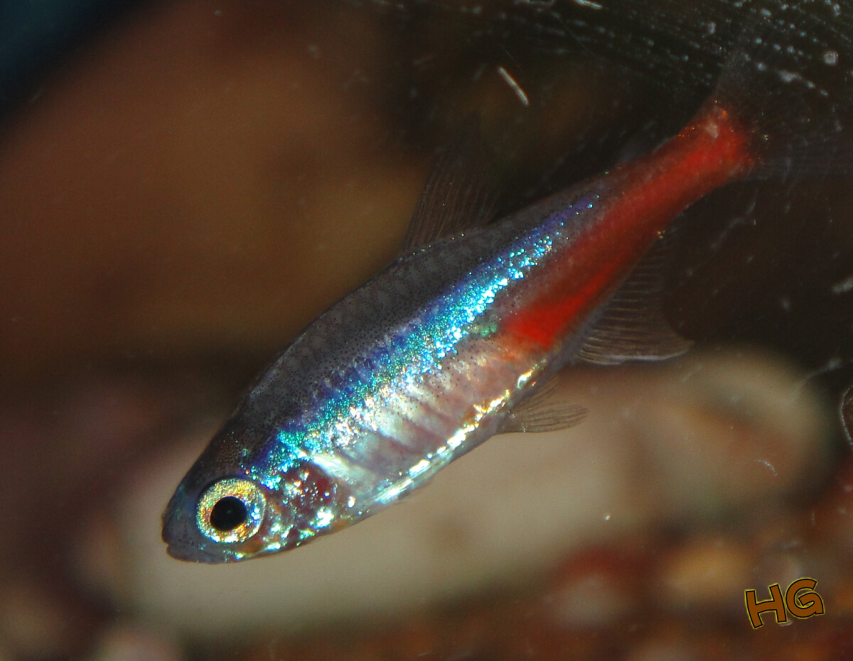 紅綠燈魚為什么變色了_紅綠燈魚會得什么病_紅綠燈魚