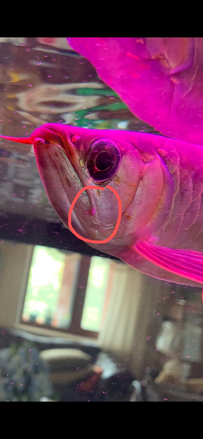 我的魚死了，誰能幫我！我該怎么辦？