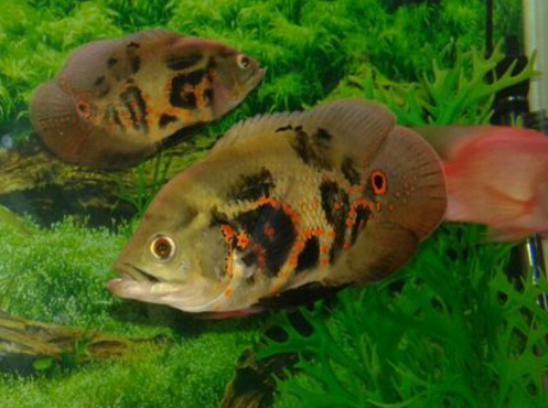 地圖魚魚食_地圖魚吃魚食行不行_地圖魚不吃食