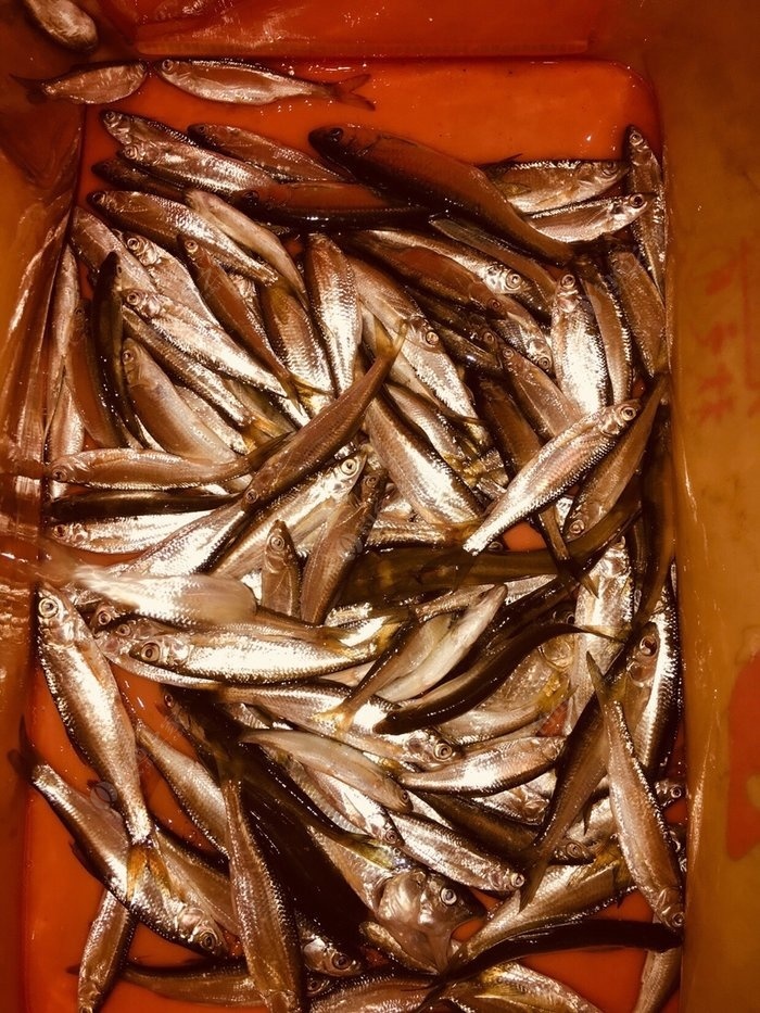 （釣魚學堂）臭味花鰱喜歡吃酸味的餌料，你知道嗎？