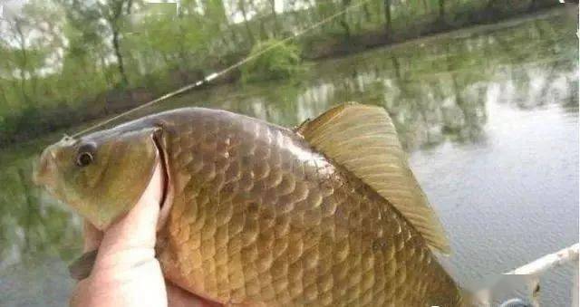 釣魚春季配什么小藥_釣魚春季怎么釣_春季釣魚