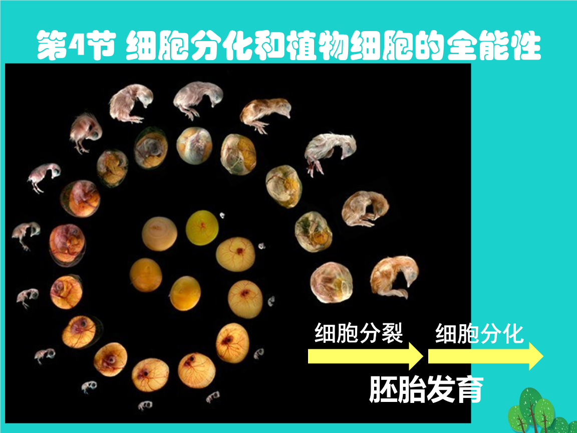 動物繁殖方式_繁殖方式_繁殖方式有哪些