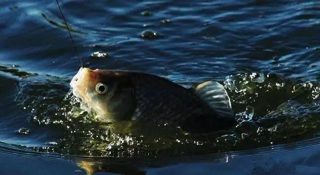 釣魚春季怎么釣_春季釣魚_釣魚春季用什么味型窩料