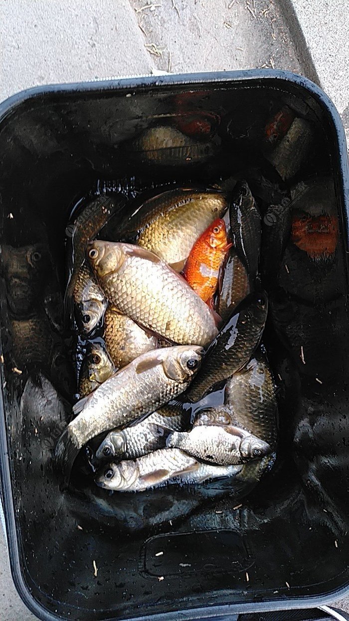釣魚春季怎么釣_春季釣魚_釣魚春季用什么味型窩料