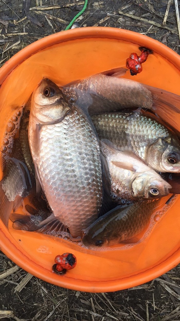 釣魚春季配什么小藥_春季釣魚_釣魚春季用什么餌料