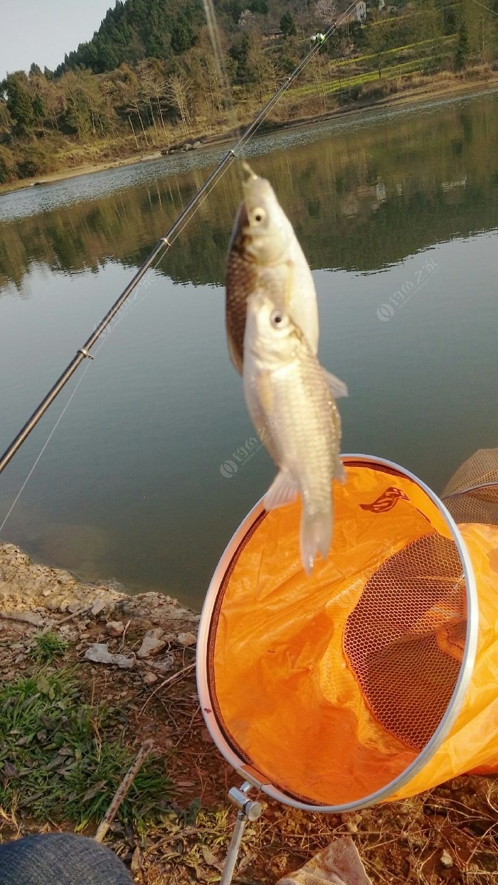 春季釣魚_釣魚春季配什么小藥_釣魚春季用什么餌料