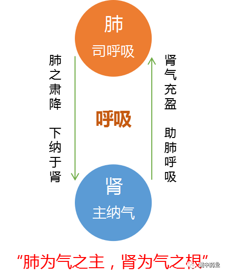南美肺魚_南美肺魚圖片_南美洲肺魚