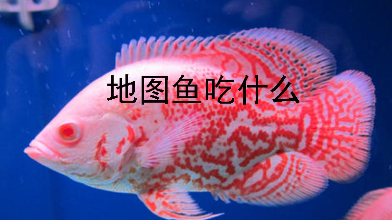 地圖水溫多少度合適魚_地圖魚水溫控制在多少度_地圖魚水溫
