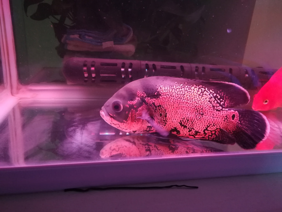 地圖水溫多少度合適魚_地圖魚水溫_地圖魚水溫控制在多少度