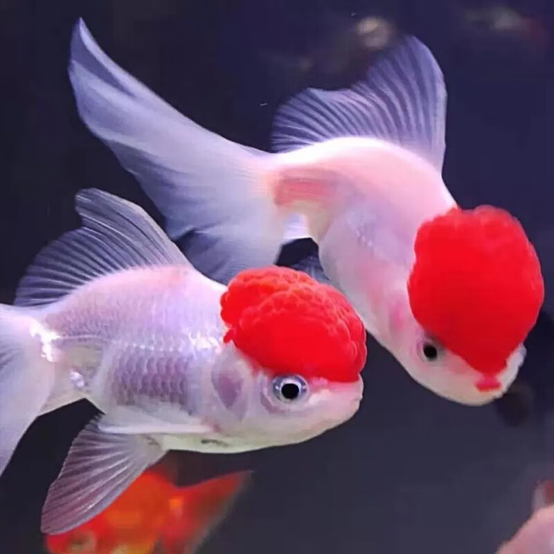 繁殖觀賞魚需要辦證嗎_觀賞魚繁殖_繁殖觀賞魚賺錢嗎