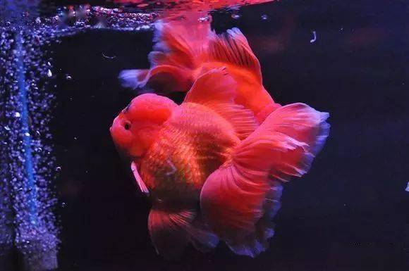 繁殖觀賞魚需要辦證嗎_繁殖觀賞魚賺錢嗎_觀賞魚繁殖