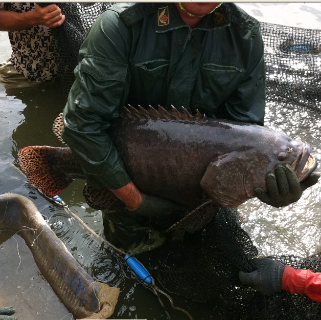 青石斑魚和紅石斑魚哪個好_青石斑魚_青石斑魚怎么做好吃