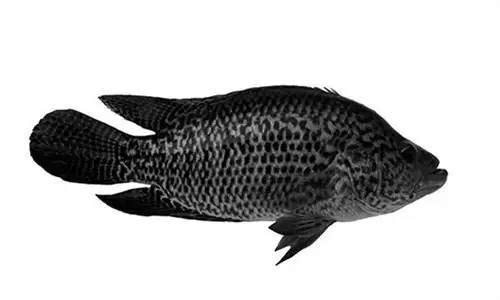 青石斑魚_青石斑魚怎么做好吃_青石斑魚和紅石斑魚哪個好