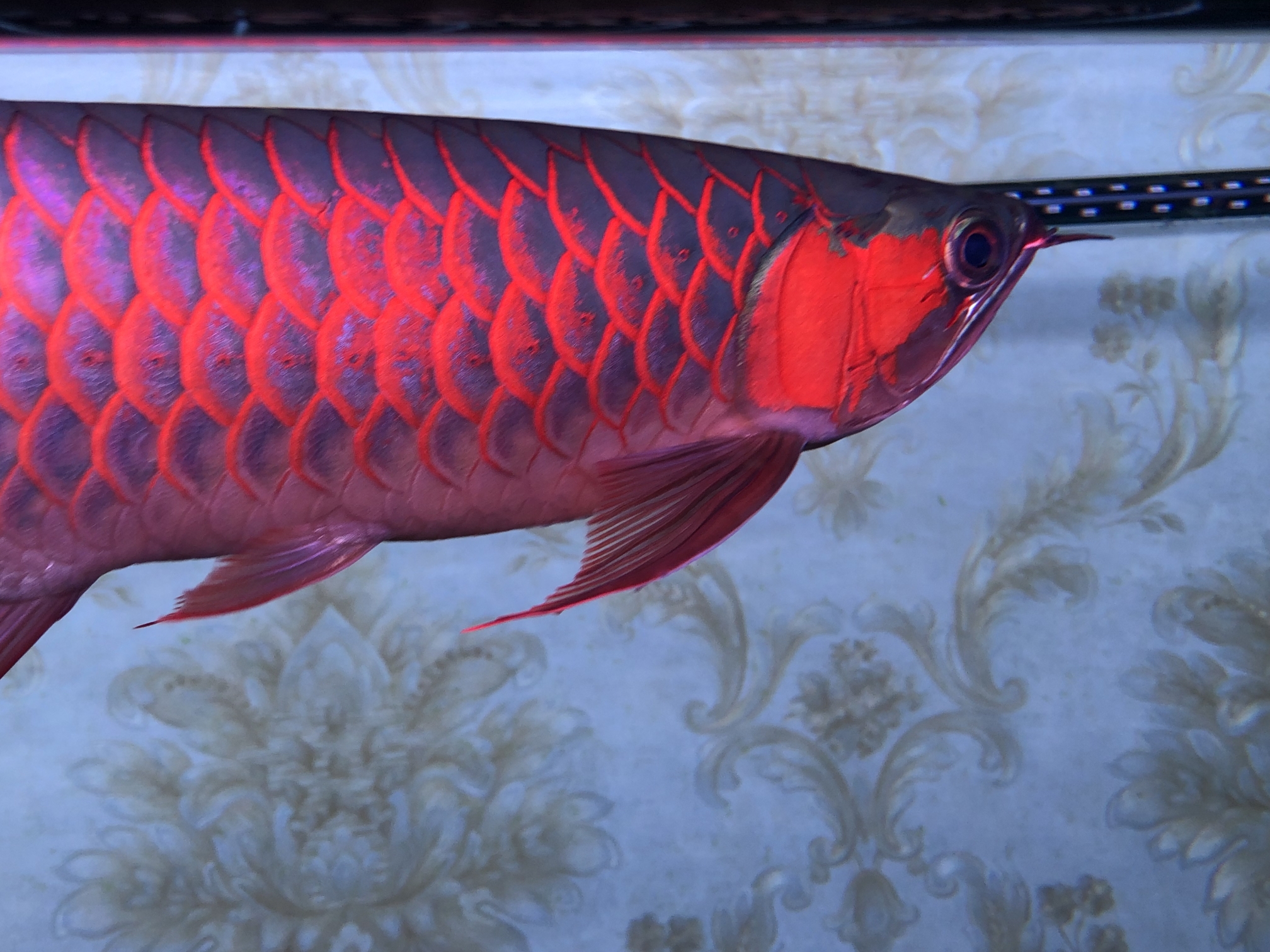 紅龍魚圖片大全_紅龍魚學名_紅龍魚圖片