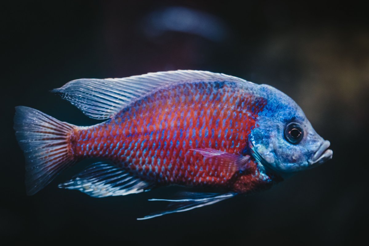紅龍魚圖片_紅龍魚的功效_紅龍魚圖解