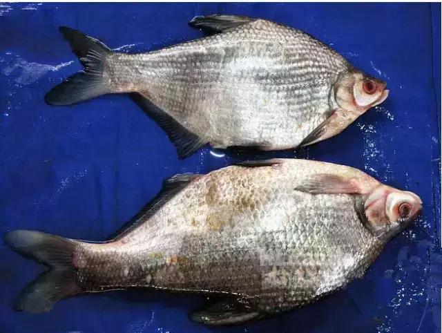 鳊魚和武昌魚的區別，你知道嗎？