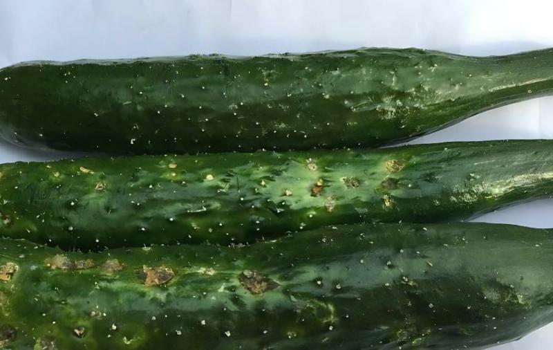 鱷魚肉價格多少錢一斤 播種前進行種子處理有利于早熟、高產、優質和防止病