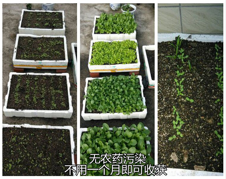 鱷魚肉價格多少錢一斤_鱷魚肉價格多少錢一斤_鱷魚肉價格多少錢一斤