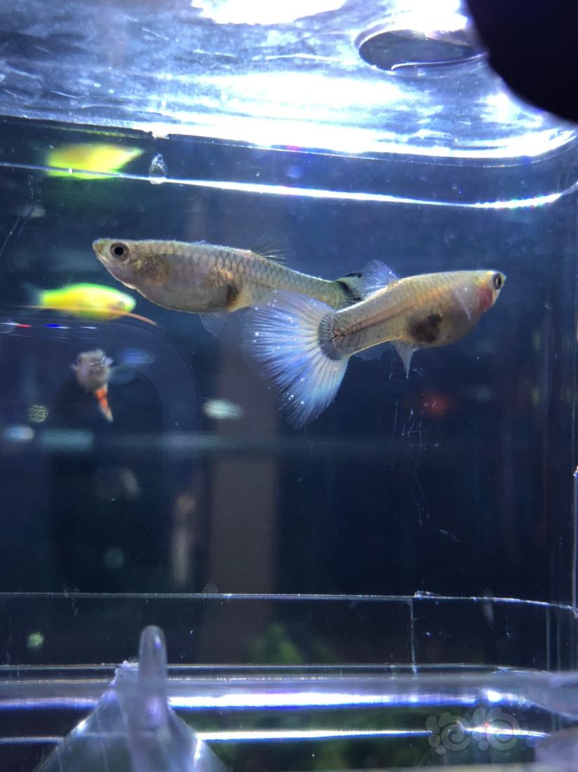 孔雀魚生小魚_孔雀魚生小魚有什么癥狀_孔雀魚生小魚該怎么辦