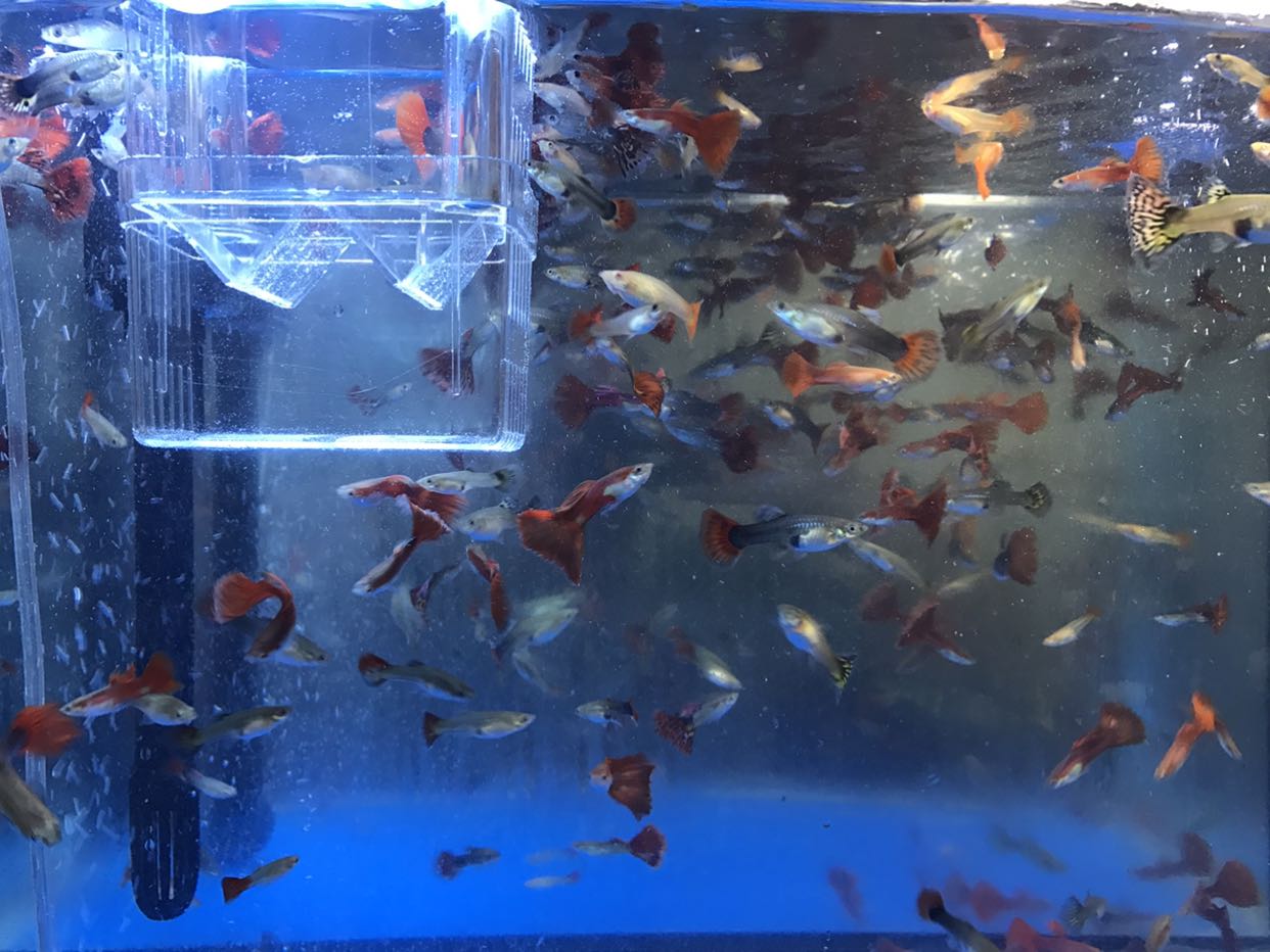 孔雀魚生小魚該怎么辦_孔雀魚生小魚有什么癥狀_孔雀魚生小魚