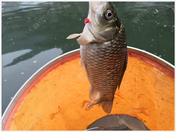 釣魚新手教程_釣魚新手技巧和方法_新手釣魚技巧
