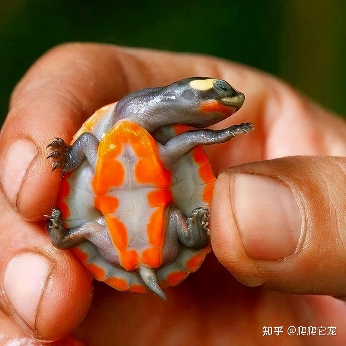 黃頭側頸龜頸部皮膚潰爛_黃頭側頸龜_黃頭側頸龜殼有黑斑塊