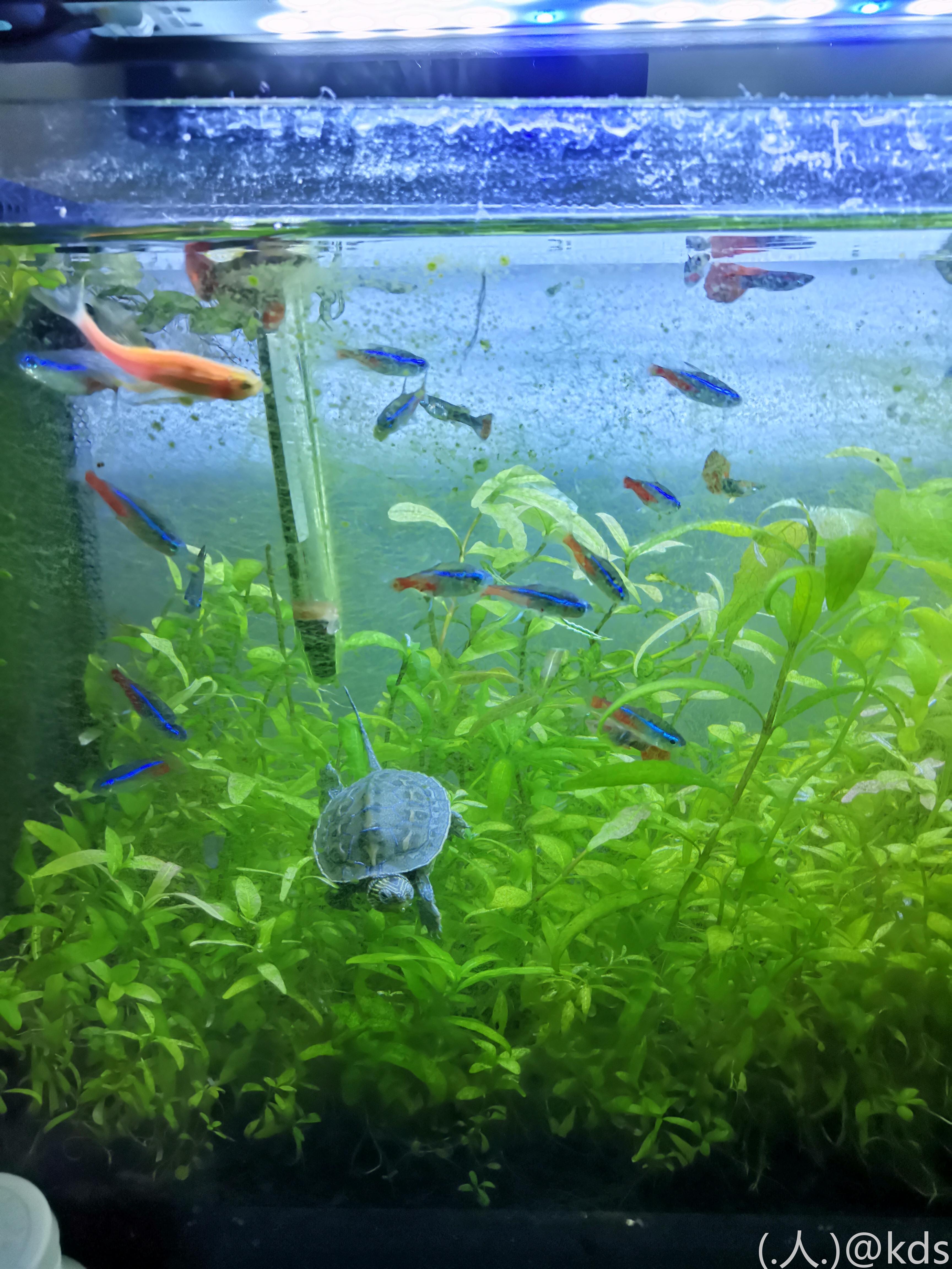 黃頭側頸龜皮膚發白_黃頭側頸龜脖子腐皮_黃頭側頸龜