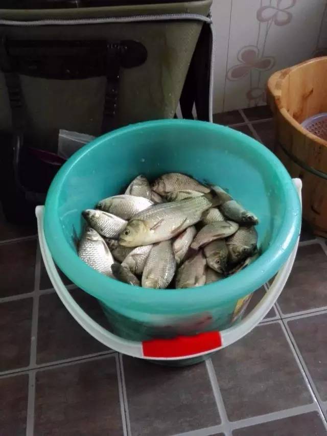 鯪魚和鳊魚有什么區別_鯪魚的區別_鯖魚的區別