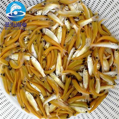 羅漢魚苗喂什么最好_羅漢魚苗_羅漢魚苗水溫多少合適