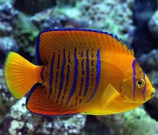 為什么非得拿鸚鵡魚作為羅漢魚的陪練魚才行？