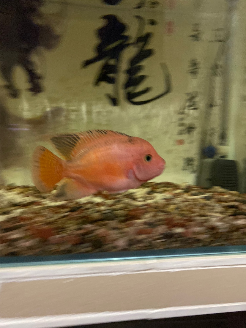羅漢魚苗水溫多少合適_羅漢魚苗_羅漢魚苗喂什么最好
