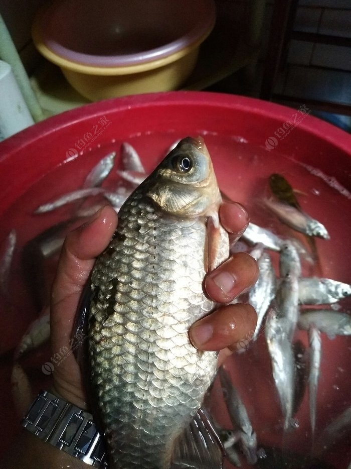 垂釣鯽魚_垂釣鯽魚視頻_垂釣鯽魚技巧