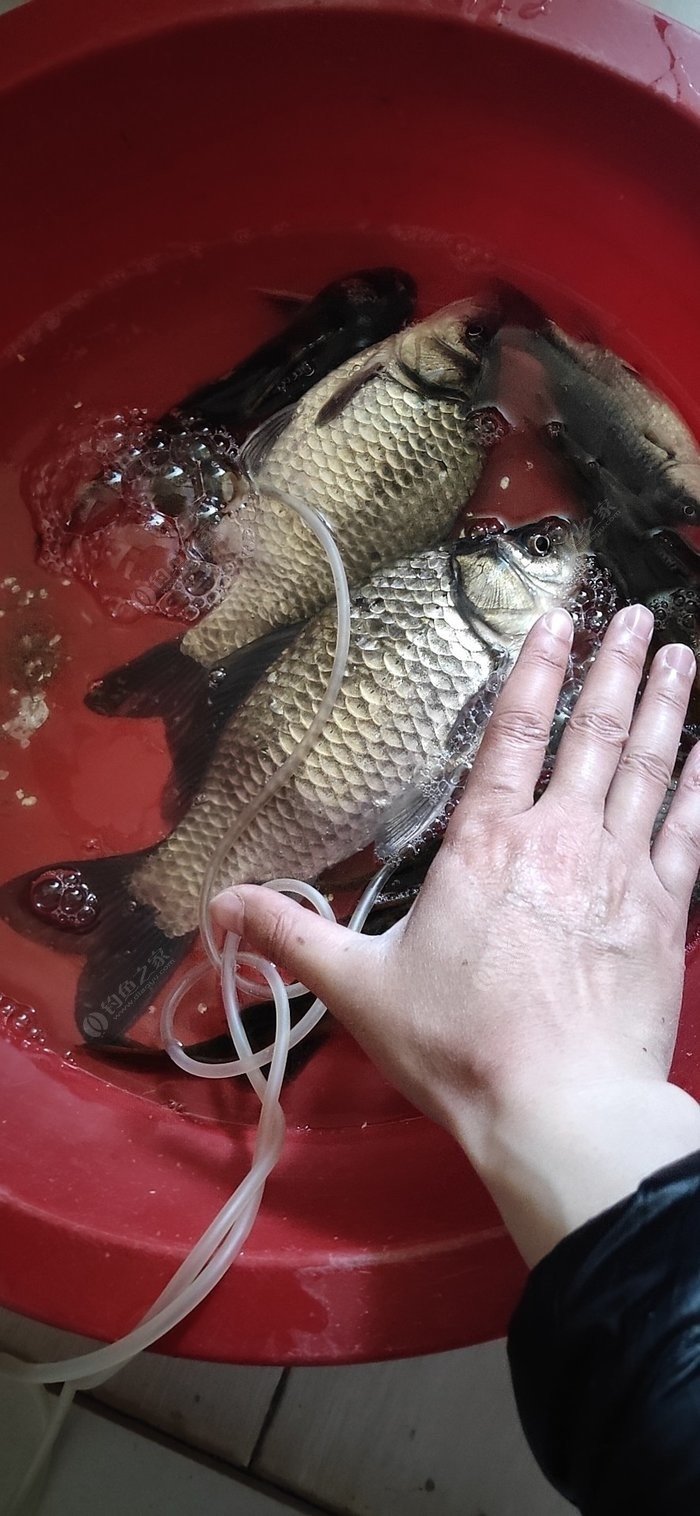 垂釣鯽魚視頻_垂釣鯽魚_垂釣鯽魚技巧