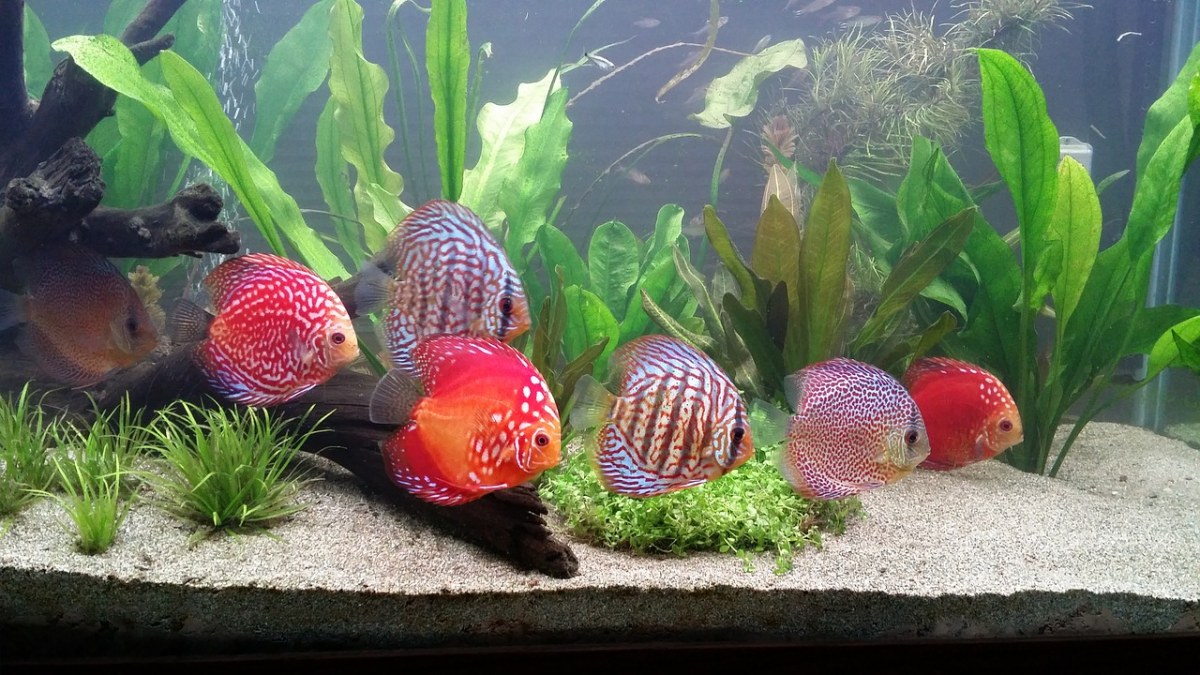 七彩神仙魚_神仙七彩魚怎么養_神仙七彩魚圖片