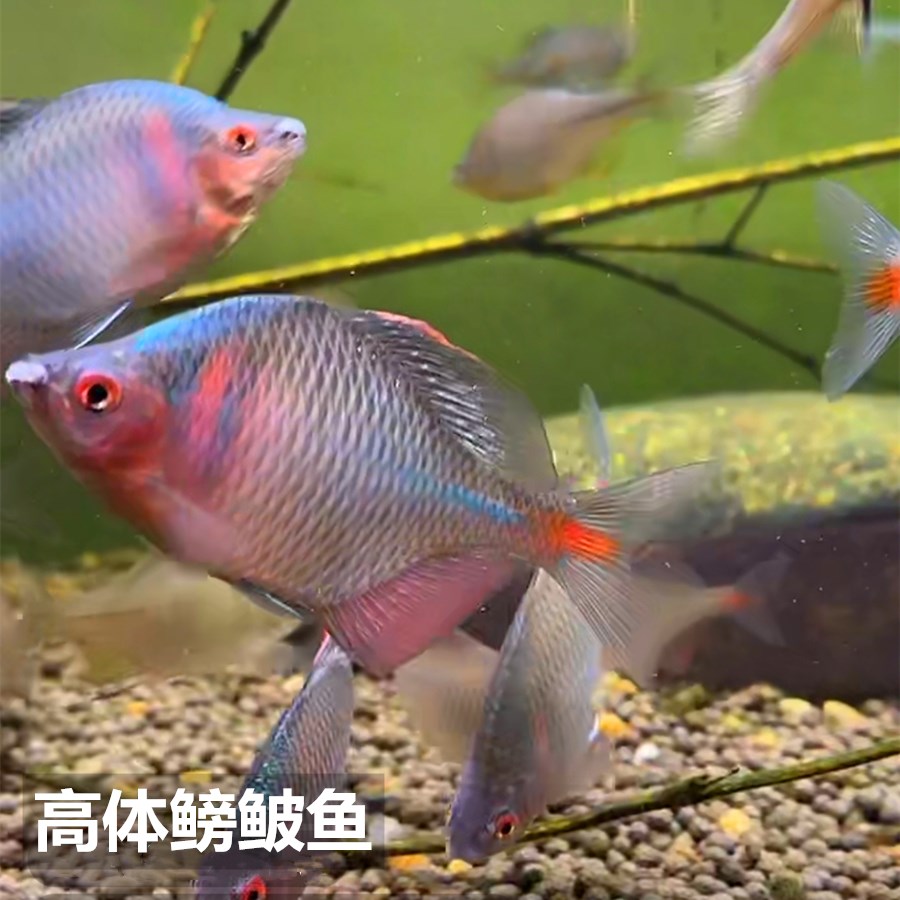 神仙七彩魚圖片_七彩神仙魚_神仙七彩魚怎么養